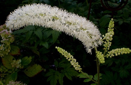 BLACK COHOSH